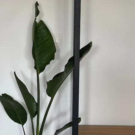 Aion Oikies Apartman Nikíti